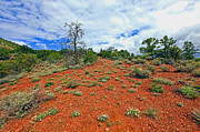White Flowers Red Hill Photograph by James Steele