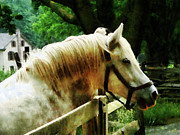 White Horse Closeup Photograph by Susan Savad