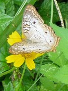 White Peacock Butterfly Photograph by Peggy King