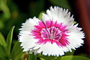 Wild carnation flower Photograph by Sami Sarkis Photography