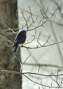 Winter Bluebird Photograph by Rebecca Sherman