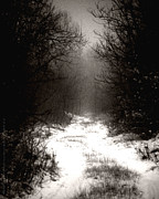 Winter IIi Photograph by Mimulux Patricia No
