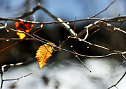 Winter Tribute Photograph by Rebecca Sherman