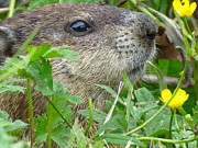 Woodchuck Photograph by Azthet Photography