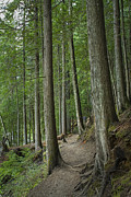 Woodland Forest Path Photograph by Randall Nyhof