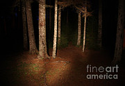 Woods At Night Photograph by Ted Kinsman