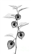 X-ray Of Chinese Lantern Plant Photograph by Ted Kinsman