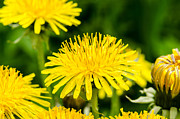 Yellow dandelions Photograph by Michael Goyberg