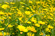 Yellow wildflowers Photograph by Michael Goyberg