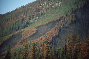 Yellowstone Fire, Path Of Forest Fire Photograph by Michael Quinton Yellowstone Fire, Path Of Forest Fire Photograph by Michael Quinton