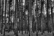 Yellowstone Trees BW Photograph by Bruce Friedman