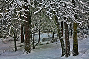 Yosemite Snow Photograph by Bonnie Bruno