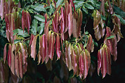 Young Red Leaves Lacking Chlorophyll Photograph by Christian Ziegler
