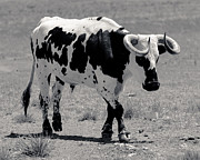 Zion Bull Photograph by Julie Niemela Zion Bull Photograph by Julie Niemela