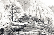 Zion Tree Photograph by Julie Niemela Zion Tree Photograph by Julie Niemela