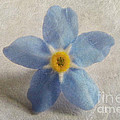 Myosotis 'Forget-me-not'- Single Flower by Vix Edwards