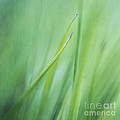 Feathery by Priska Wettstein Feathery by Priska Wettstein