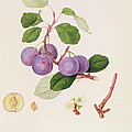 La Royale Plum by William Hooker La Royale Plum by William Hooker