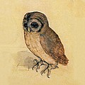 Little Owl Painting by Albrecht Durer Little Owl Painting by Albrecht Durer