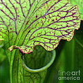 Pitcher Plants Photograph by Heiko Koehrer-Wagner Pitcher Plants Photograph by Heiko Koehrer-Wagner