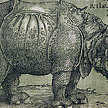 The Rhinoceros by Albrecht Durer The Rhinoceros by Albrecht Durer