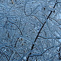 Vegetation After Ice Storm Photograph by Daniel Reed Vegetation After Ice Storm Photograph by Daniel Reed