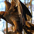 A Golden Eagle Photograph by Raymond Salani III A Golden Eagle Photograph by Raymond Salani III