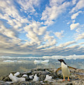 Adelie Penguin Flapping Wings Photograph by Yva Momatiuk John Eastcott Adelie Penguin Flapping Wings Photograph by Yva Momatiuk John Eastcott