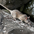 Allegheny Woodrat Neotoma Magister Photograph by David Kenny Allegheny Woodrat Neotoma Magister Photograph by David Kenny
