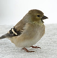 American Goldfinch in the Snow Photograph by Holden The Moment American Goldfinch in the Snow Photograph by Holden The Moment