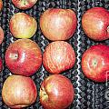 Apples Photograph by Steven Ralser Apples Photograph by Steven Ralser