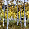 Aspen Forest #1 by David Soldano