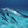 Atlantic Spotted Dolphin Pod Bahamas by Flip Nicklin Atlantic Spotted Dolphin Pod Bahamas by Flip Nicklin