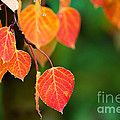 Autumn Curtain Photograph by Jim Garrison Autumn Curtain Photograph by Jim Garrison