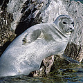 Baikal Seal Lake Baikal Russia Photograph by Konrad Wothe Baikal Seal Lake Baikal Russia Photograph by Konrad Wothe