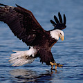 Bald Eagle Fishing, Kenai Photograph by Yva Momatiuk John Eastcott Bald Eagle Fishing, Kenai Photograph by Yva Momatiuk John Eastcott