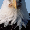 Bald Eagle Alaska Photograph by Yva Momatiuk John Eastcott Bald Eagle Alaska Photograph by Yva Momatiuk John Eastcott