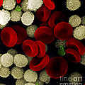 Blood Cells Photograph by Stem Jems Blood Cells Photograph by Stem Jems
