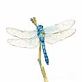 Blue Dragonfly Painting by Amy Kirkpatrick Blue Dragonfly Painting by Amy Kirkpatrick