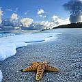 Blue Foam Starfish Photograph by Sean Davey Blue Foam Starfish Photograph by Sean Davey