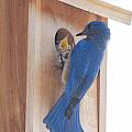 Bluebird of Happiness Photograph by Kenny Glover Bluebird of Happiness Photograph by Kenny Glover