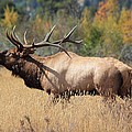 Bugling Bull by Shane Bechler Bugling Bull by Shane Bechler