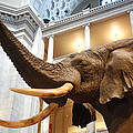 Bull Elephant in Natural History Rotunda Photograph by Kenny Glover Bull Elephant in Natural History Rotunda Photograph by Kenny Glover