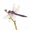 Burgundy Dragonfly Painting by Amy Kirkpatrick Burgundy Dragonfly Painting by Amy Kirkpatrick