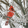 Cardinal in the Snow Photograph by Holden The Moment Cardinal in the Snow Photograph by Holden The Moment