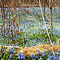 Carpet of blue flowers in spring forest 2 Photograph by Elena Elisseeva Carpet of blue flowers in spring forest 2 Photograph by Elena Elisseeva