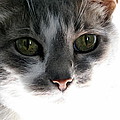 Gray Cat with Green Eyes Photograph by Valerie Collins Gray Cat with Green Eyes Photograph by Valerie Collins