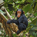 Chimpanzee Baby On Liana Gombe Stream Photograph by Thomas Marent Chimpanzee Baby On Liana Gombe Stream Photograph by Thomas Marent
