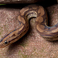 Colombian Rainbow Boa Epicrates Maurus by David Kenny Colombian Rainbow Boa Epicrates Maurus by David Kenny