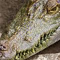 Crocodile by Jorgo Photography - Wall Art Gallery Crocodile by Jorgo Photography - Wall Art Gallery